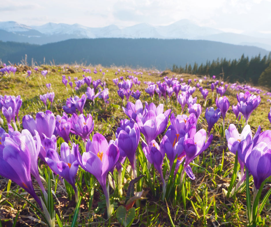 trentino-maggio